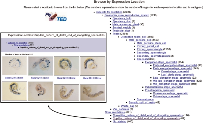 FlyTED: the Drosophila Testis Gene Expression Database.
